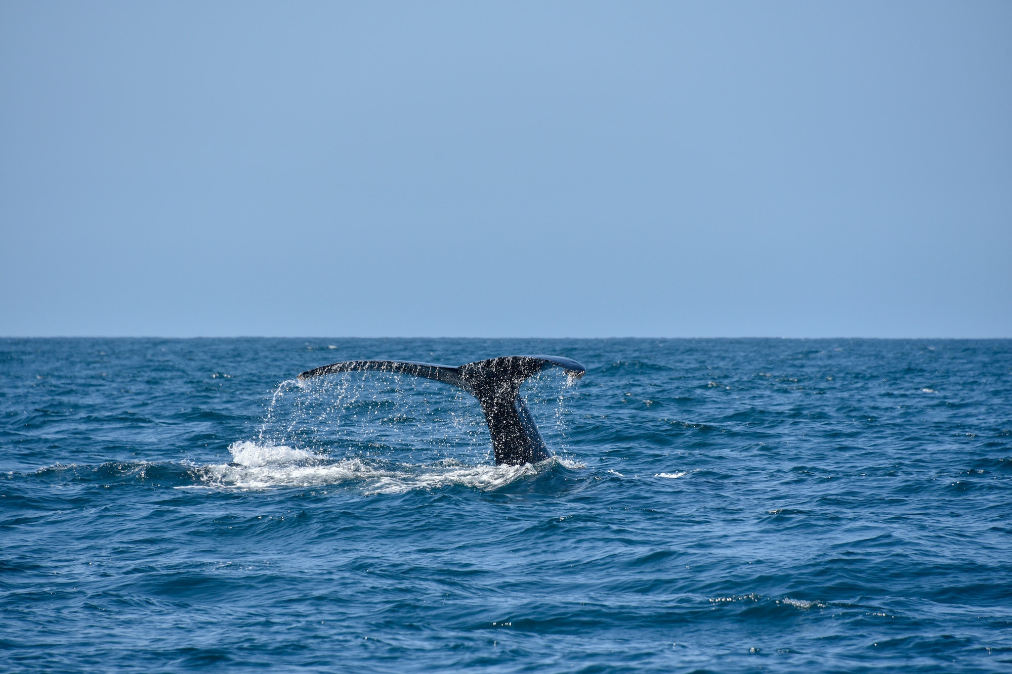 Whale Watching and Yachting in Cabo San Lucas!