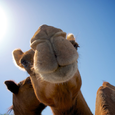 Camel ride Los Cabos