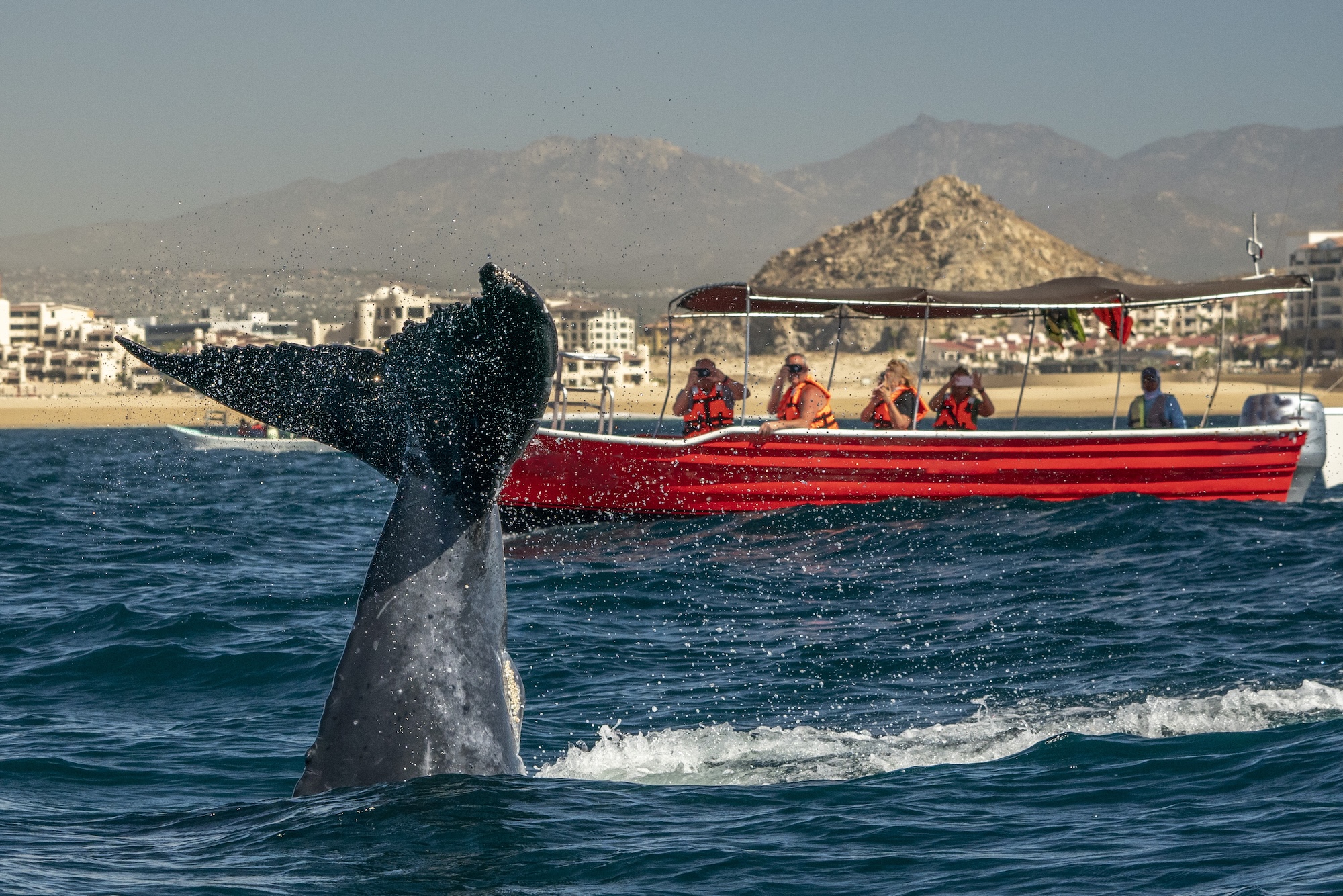 whale watching tour cabo