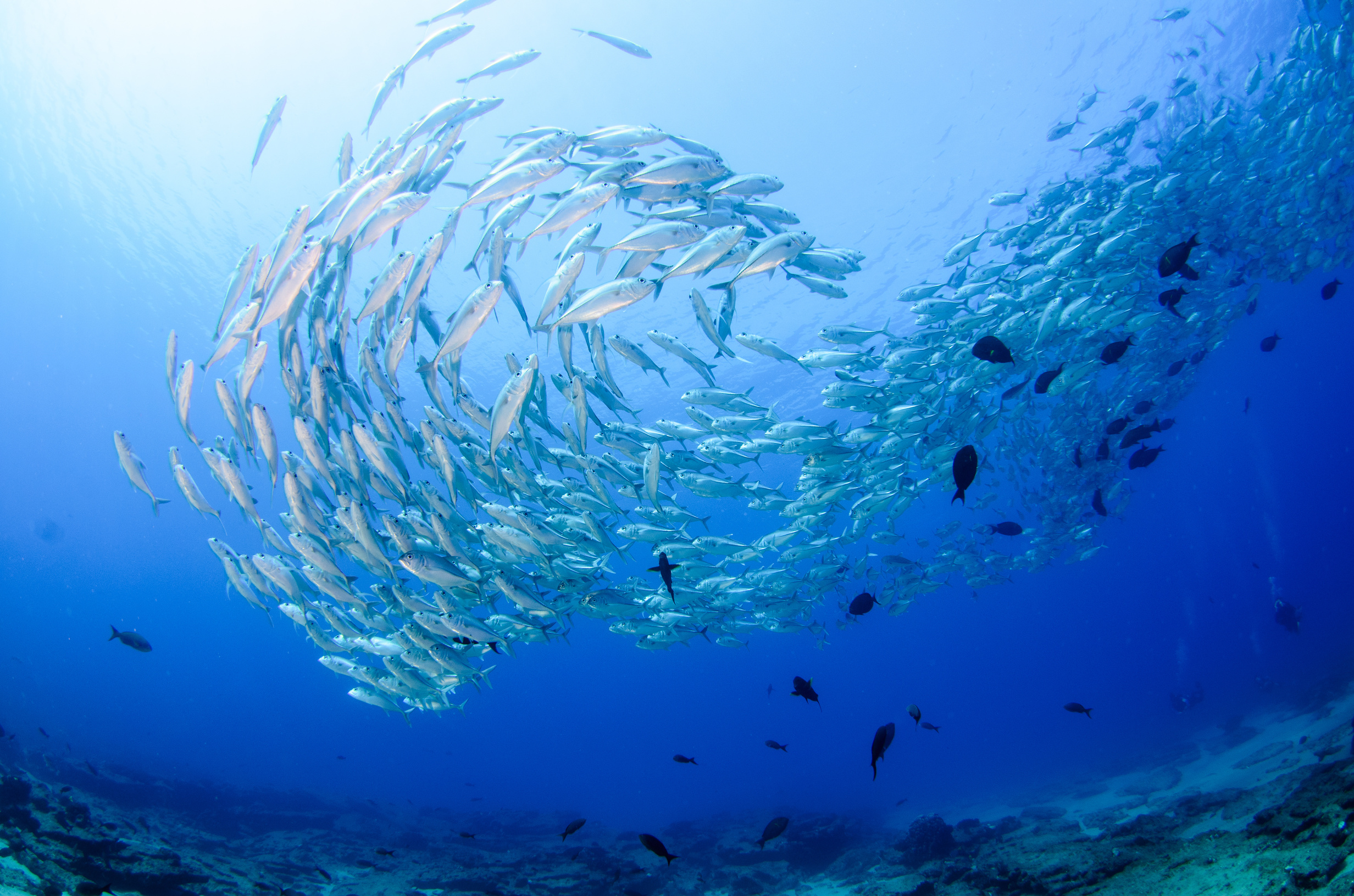 The Ultimate Guide to Snorkeling Beaches in Cabo San Lucas