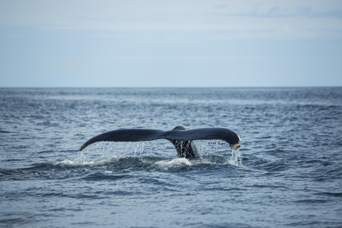 Whale Watching Draws Seasonal Travelers to Waters